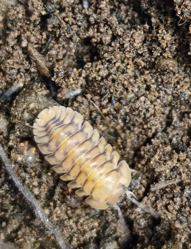 isopod for sale